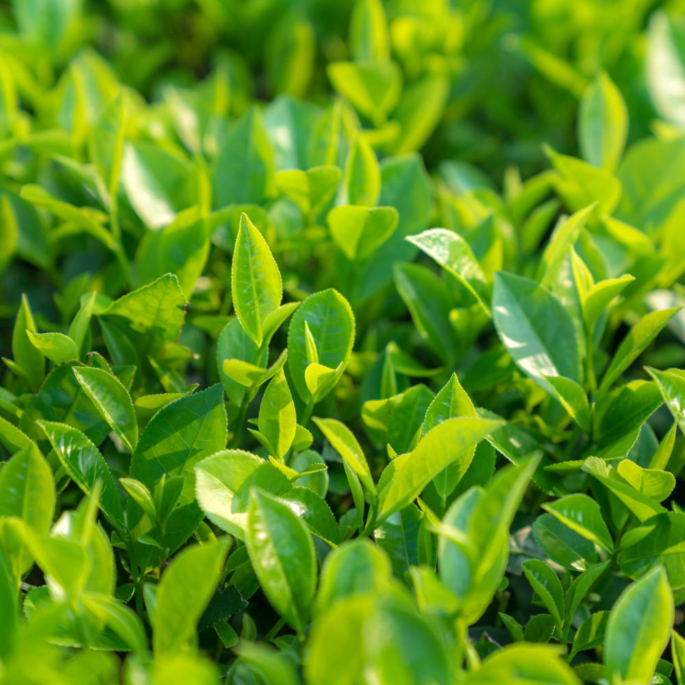 1st / 2nd / 3rd leaves