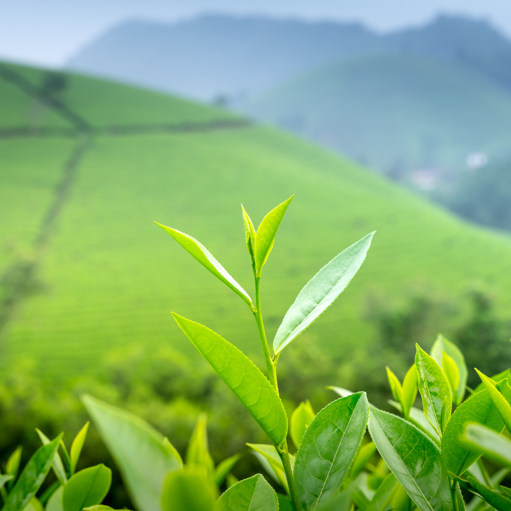 Features of 8 tea leaves