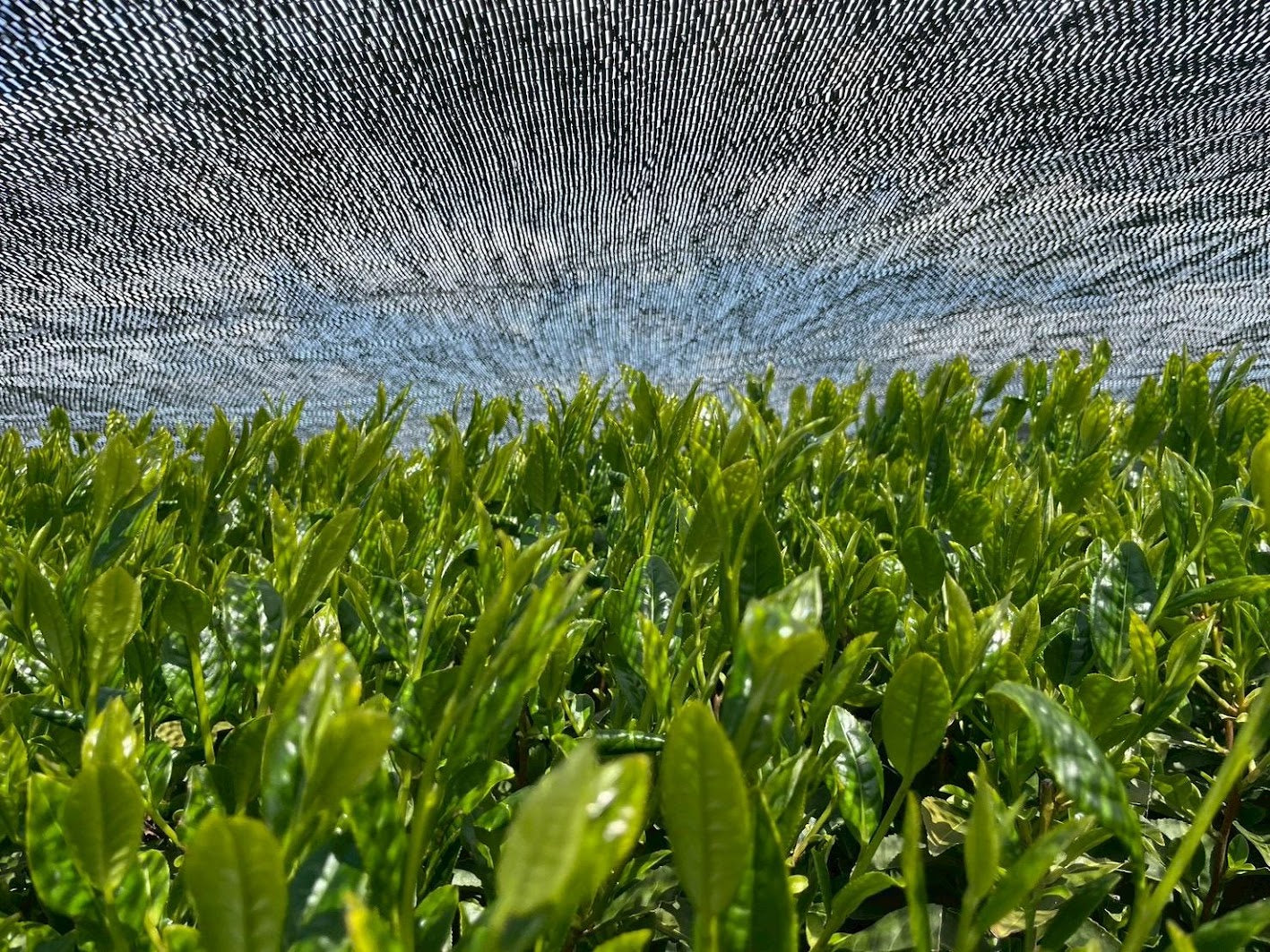 New tea shoots growing under black shading netting, the tencha leaf used to make matcha