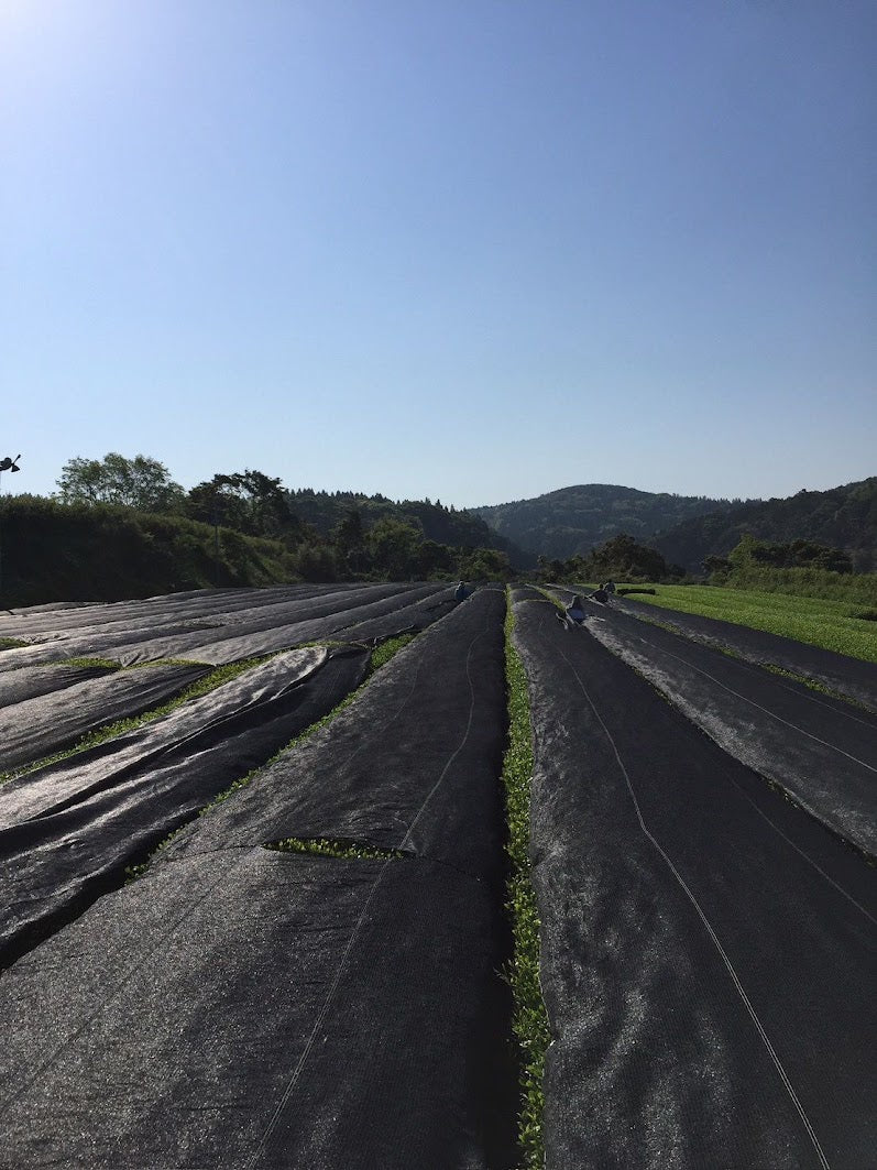 Rows of Japanese tea fields fully covered with shading nets during the three-week shading period for matcha