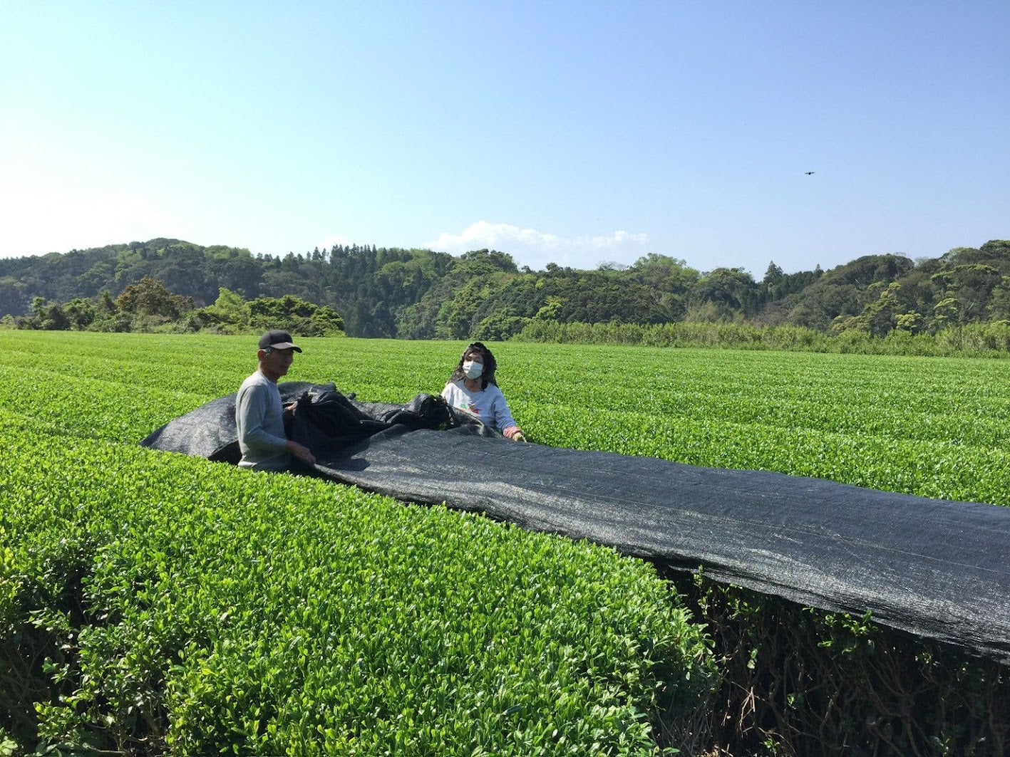 Two tea farmers unrolling shading netting across a tea field to grow tencha for matcha