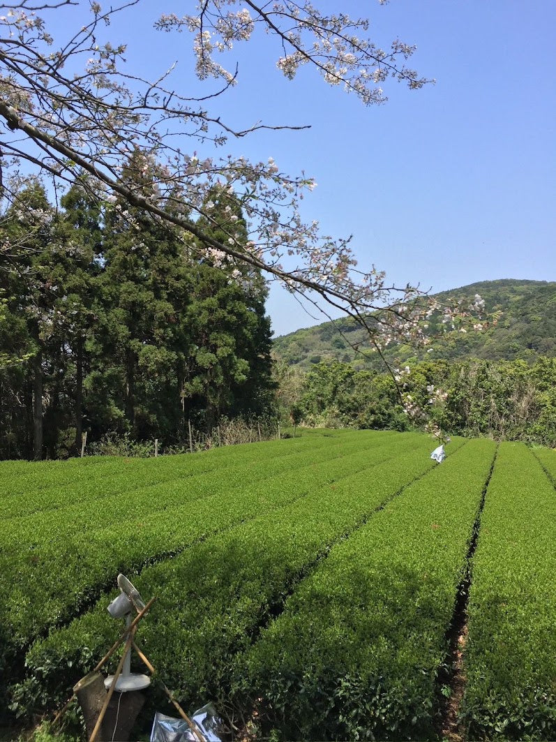 Japanese tea farm in early spring, cherry blossom above rows of tea bushes before the first matcha harvest