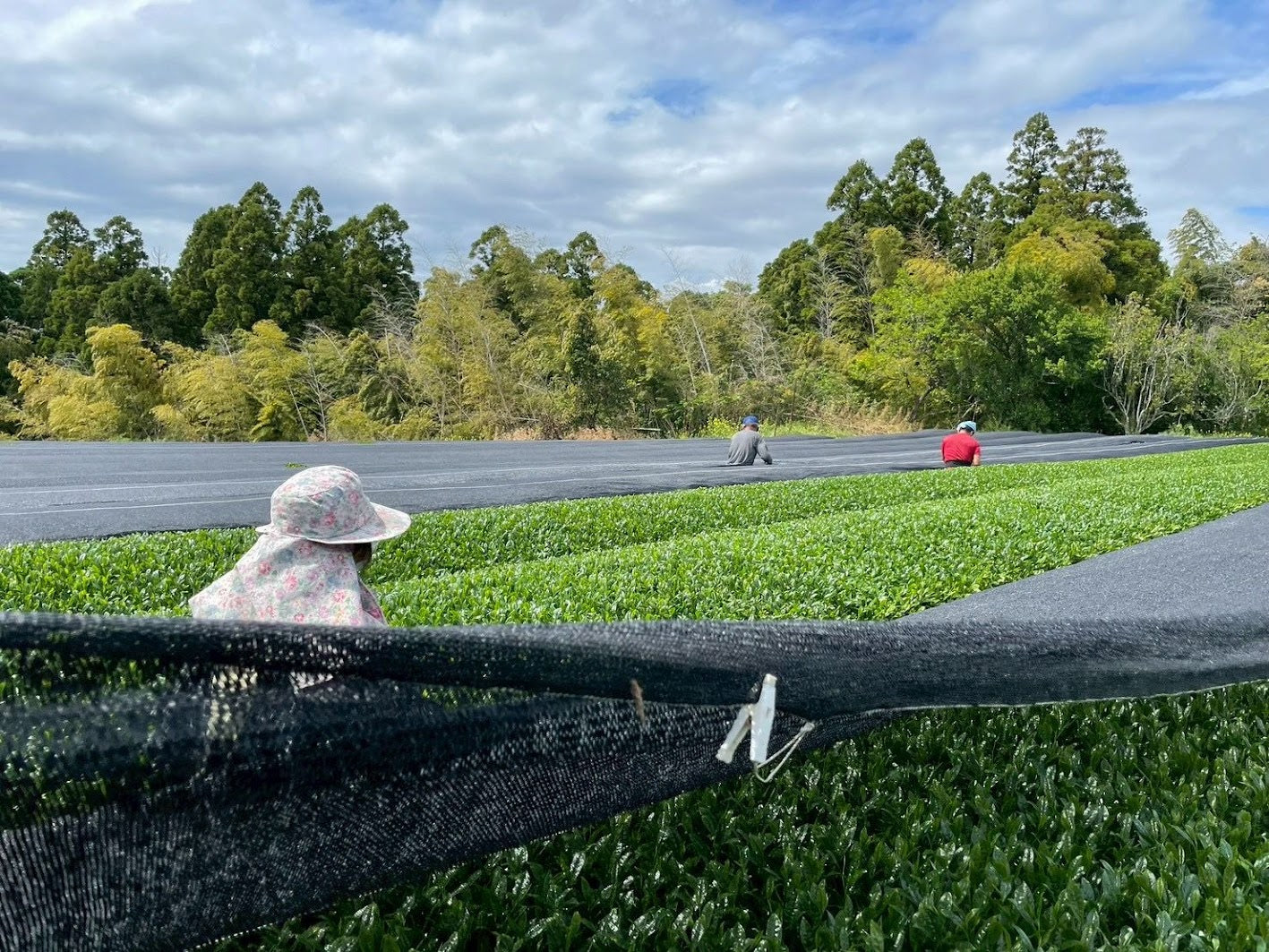 Farm worker laying shading netting over tea rows ahead of the matcha harvest in Japan