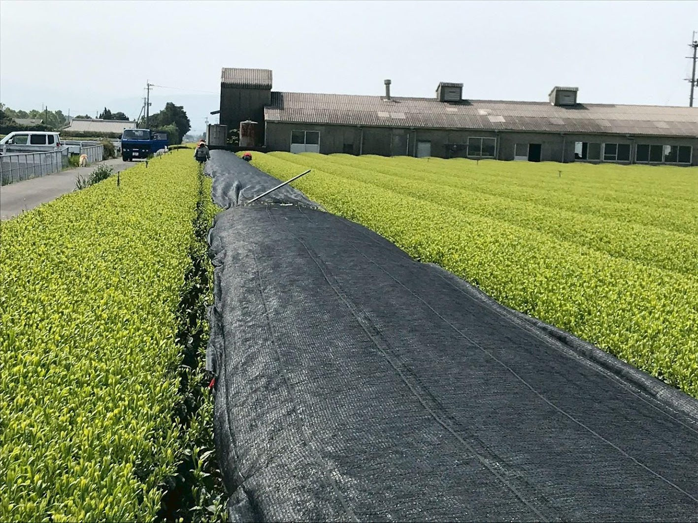 Shaded tea field beside a Japanese tencha processing facility where matcha leaf is steamed and dried